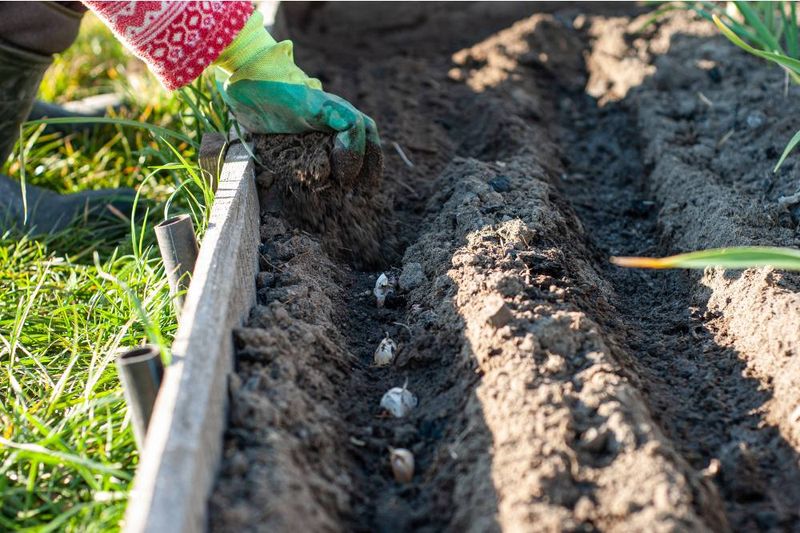 Prepping Beds Before October Planting