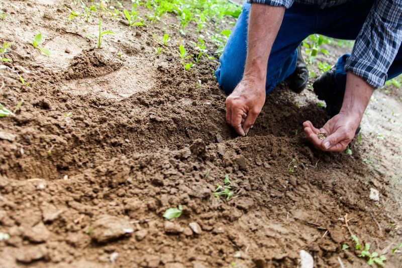 Press Seeds Into The Soil, Don’t Bury Them