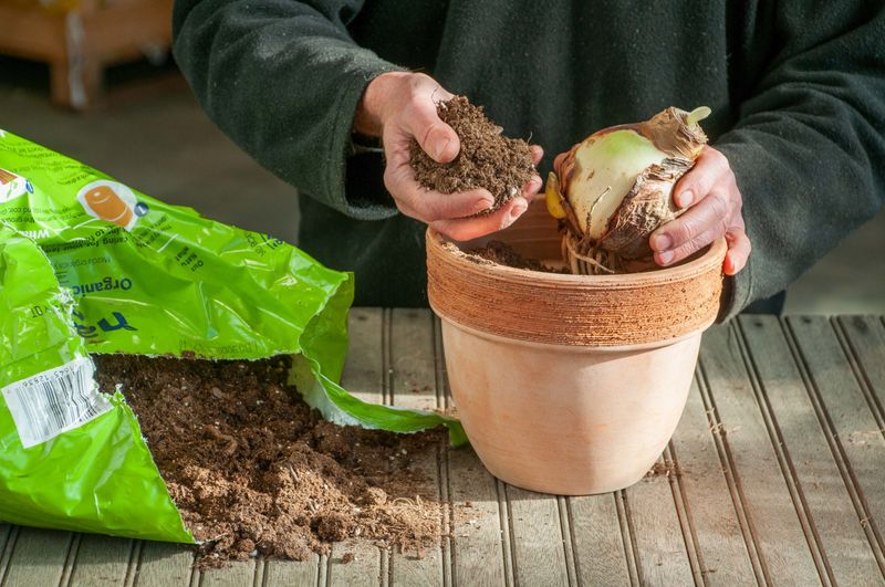 Press The Soil Firmly Around The Bulb