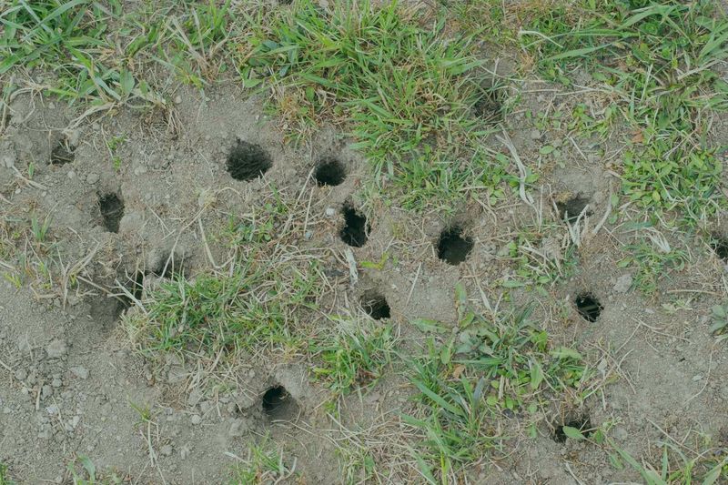 Press Uprooted Sod Back In Place Press Uprooted Sod Back In Place