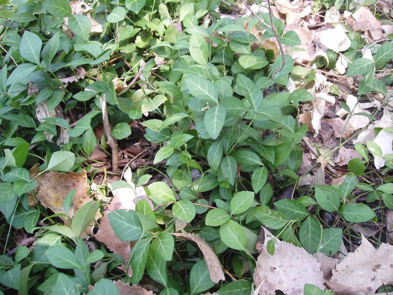 Pressure On Native Plants In Missouri Woodlands Pressure On Native Plants In Missouri Woodlands