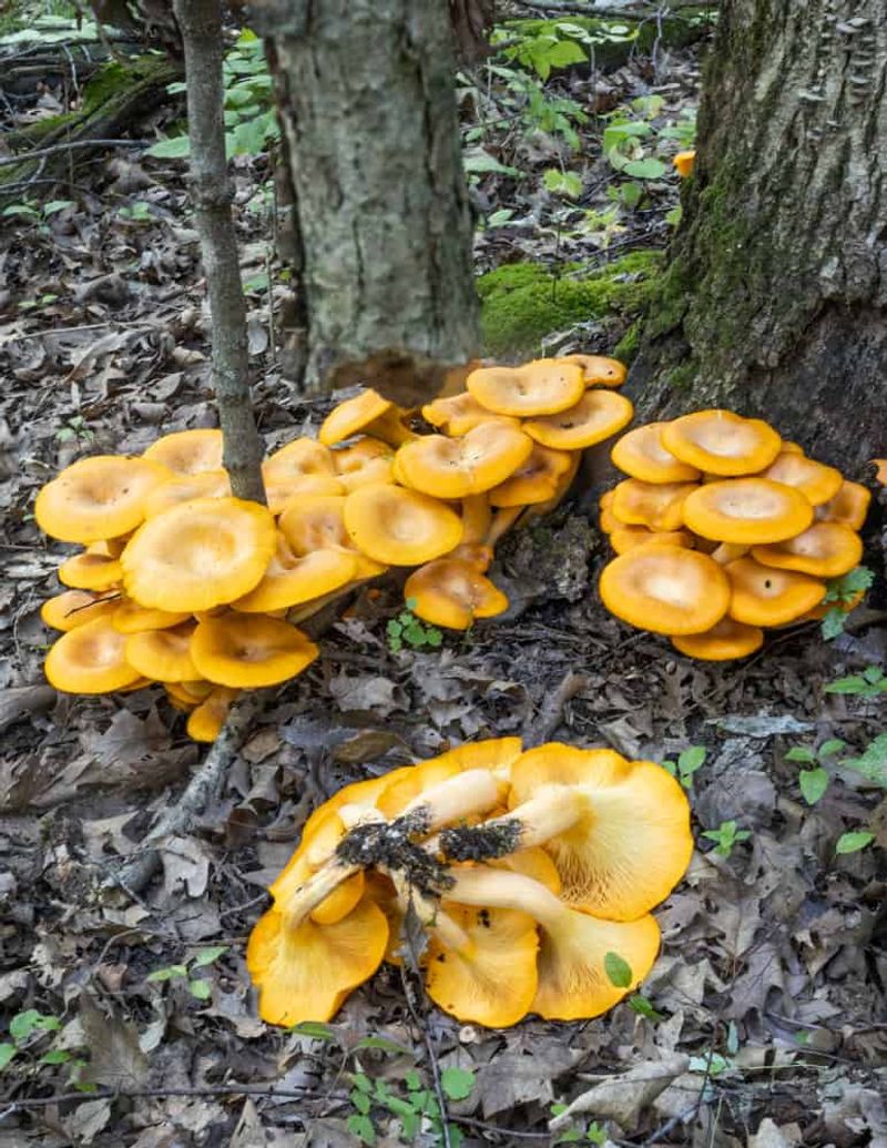 Pretty To Look At, Painful To Eat Pretty To Look At, Painful To Eat