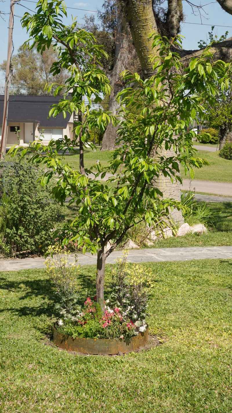 Prevent It When Planting New Trees Prevent It When Planting New Trees
