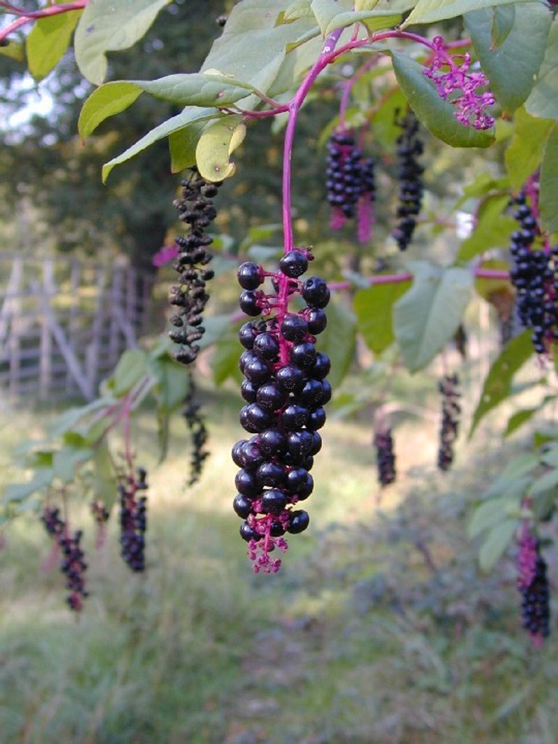 Preventing New Seedlings Next Spring