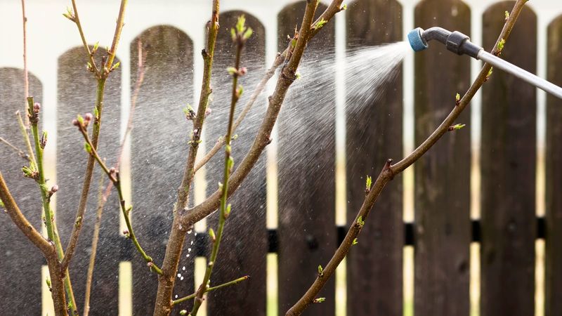 Preventive Treatments Must Be Timed Before Larvae Enter The Bark Preventive Treatments Must Be Timed Before Larvae Enter The Bark