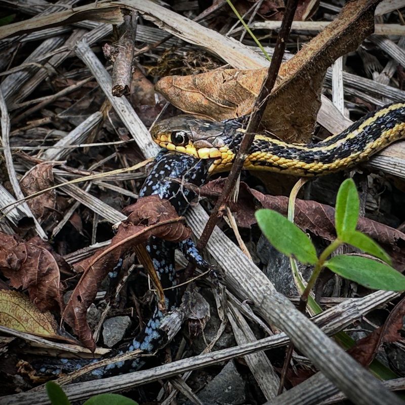 Prey Becomes More Active After Rain