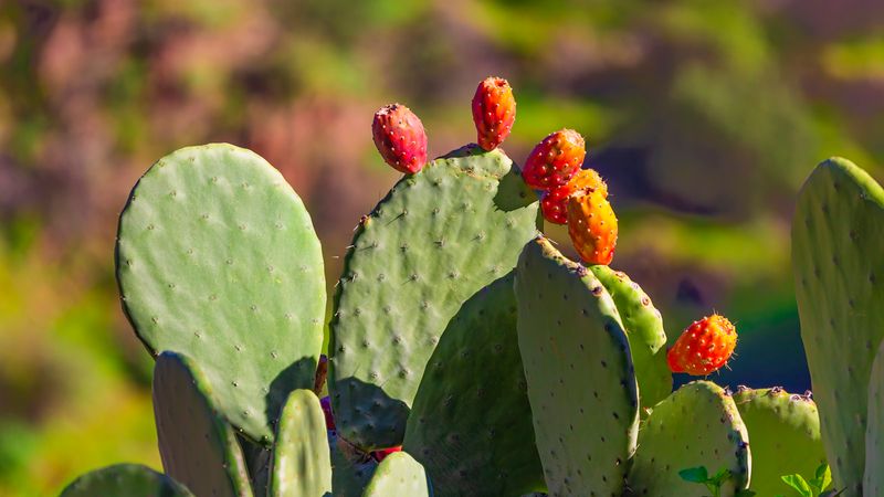 Prickly Pear Cactus