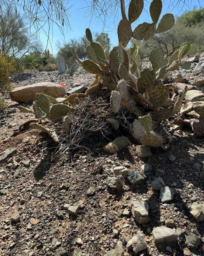 Prickly Pear and Plants Near Walls Prickly Pear and Plants Near Walls