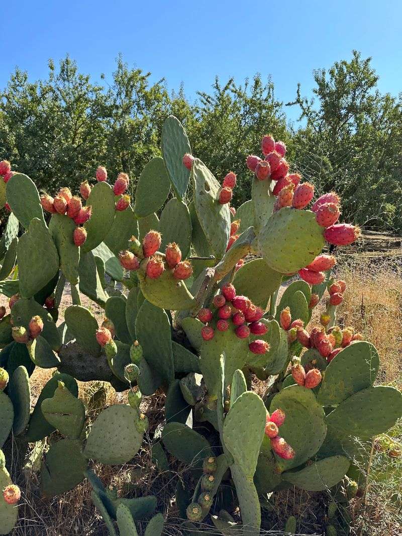 Prickly pear belongs in the lower layer