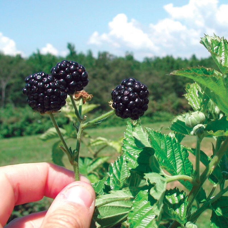 Prime Ark Varieties Offer Primocane Fruiting Options Prime Ark Varieties Offer Primocane Fruiting Options
