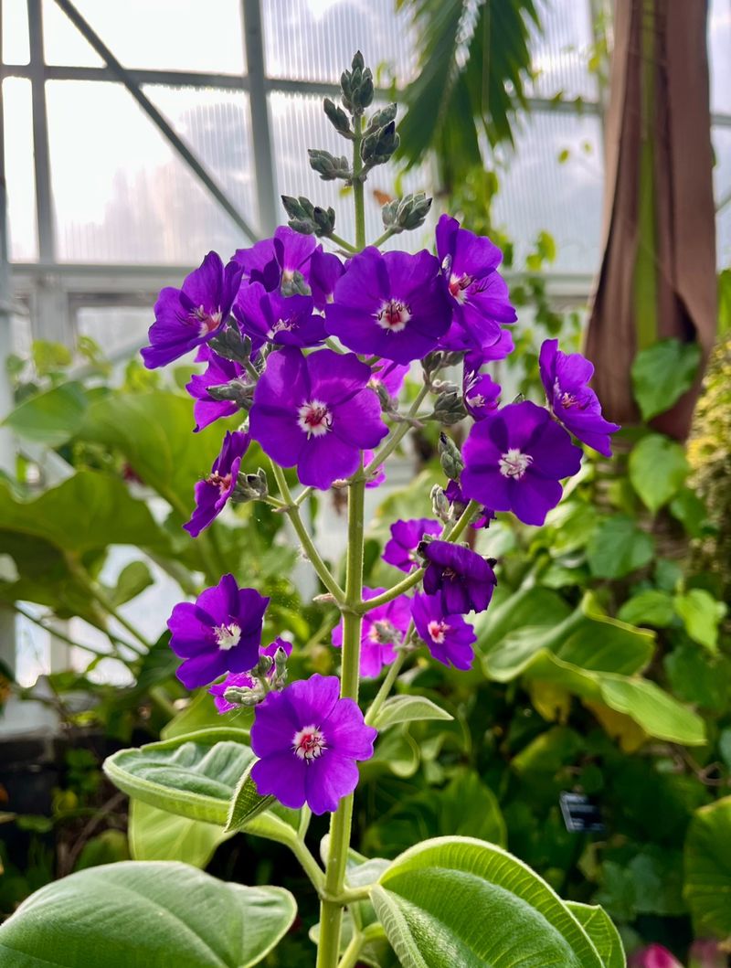 Princess Flower