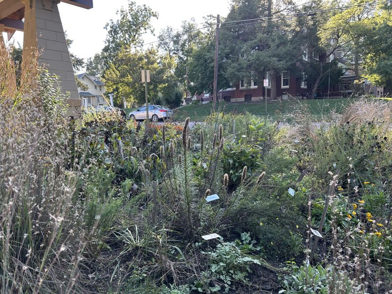 Private Yards Might Hide More Rare Species