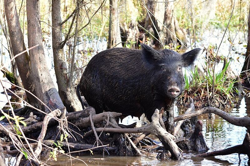 Professional Trapping And Help From Alabama Wildlife Agencies