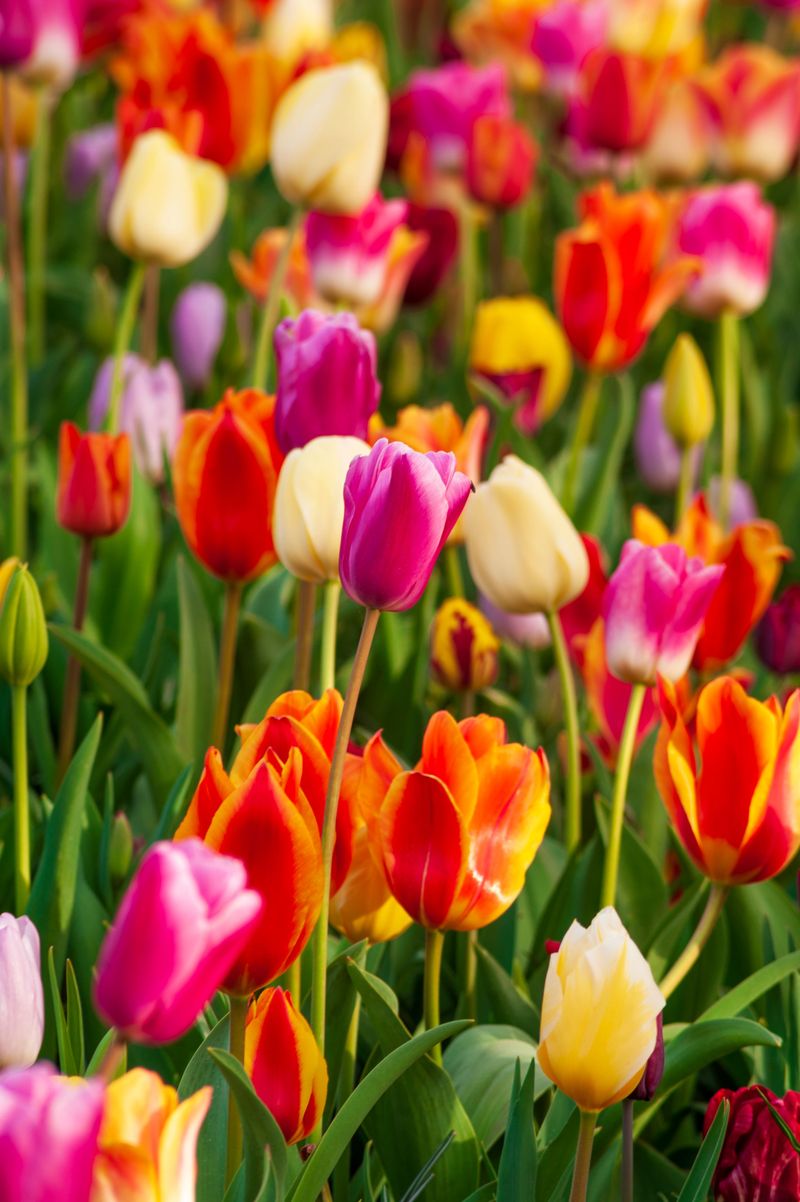 Proper Chilling Rewards You With Tall Blooms