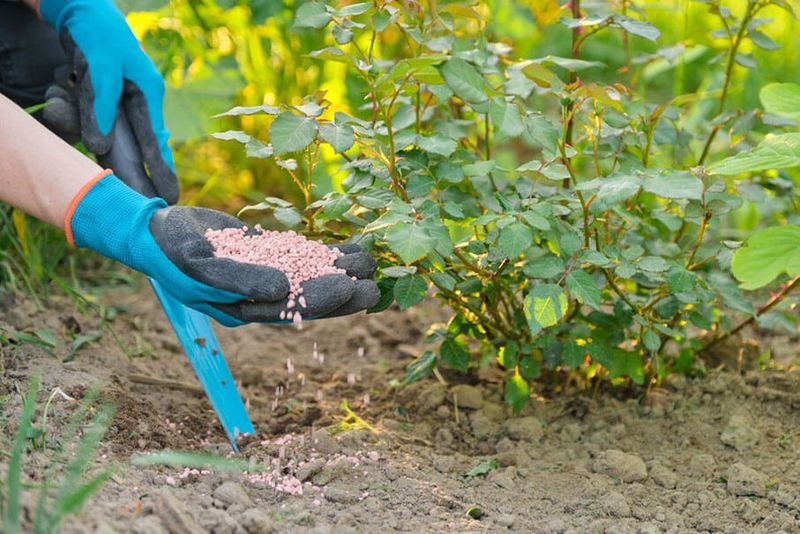 Proper Feeding Supports Healthy Growth And Flowering