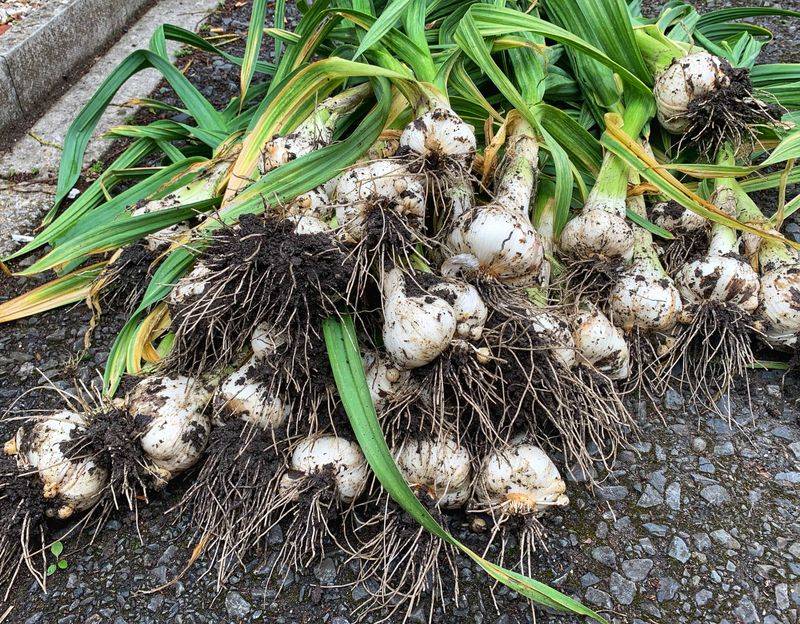 Proper Timing Helps Garlic Reach Harvest Size Before Summer Heat Proper Timing Helps Garlic Reach Harvest Size Before Summer Heat