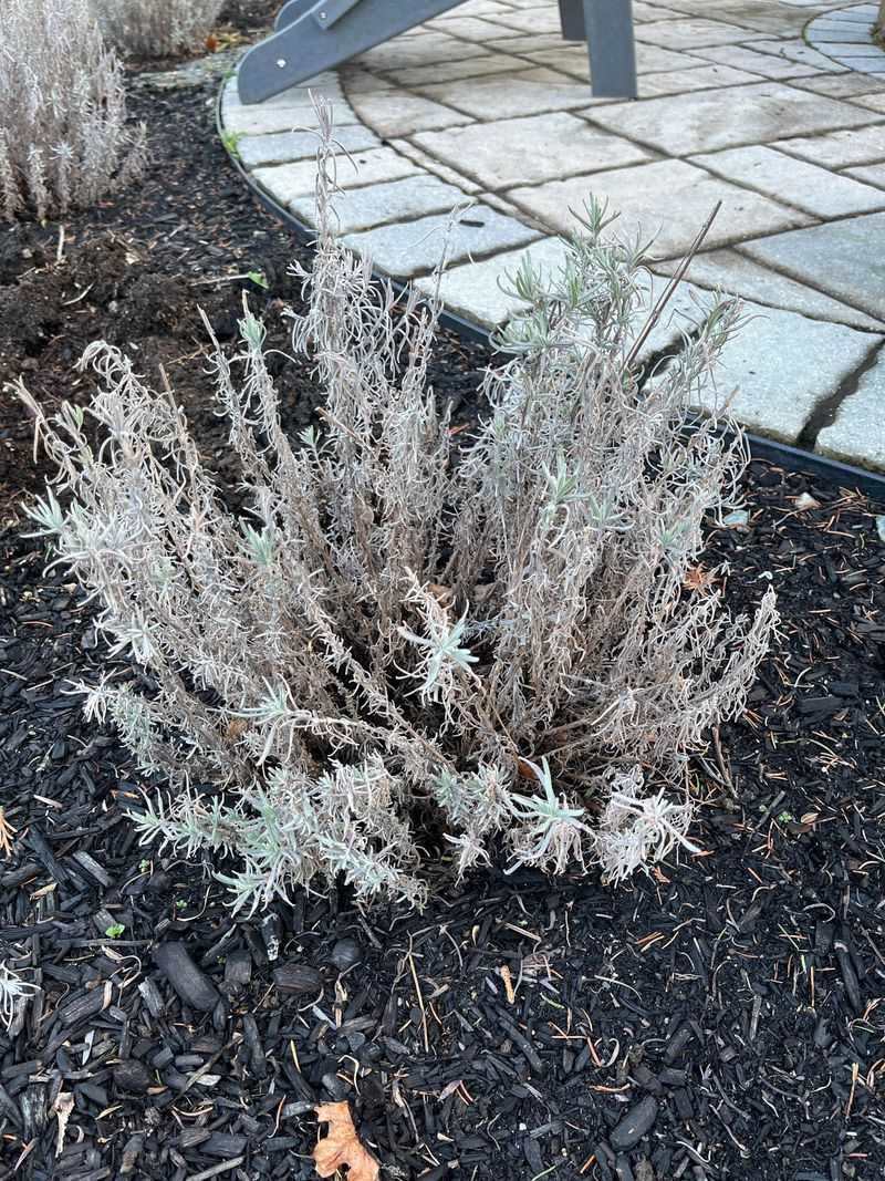 Properly Winterized Lavender Looks Different Than Most People Expect