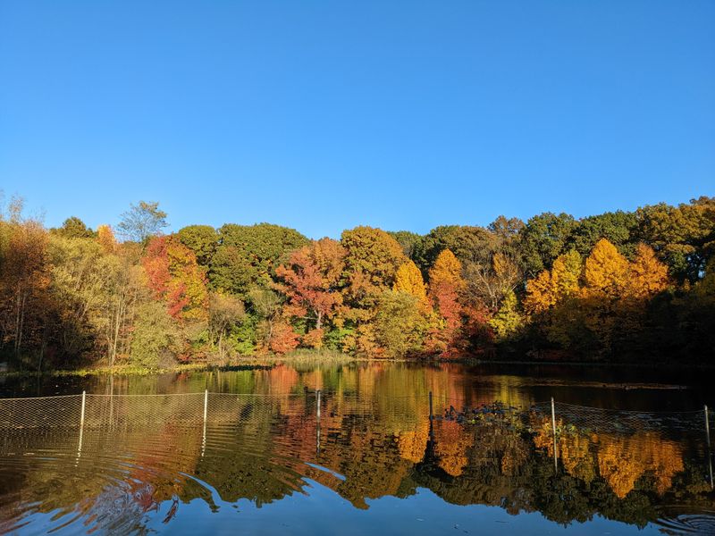 Prospect Park's Native Woods Follow Their Own Rhythm