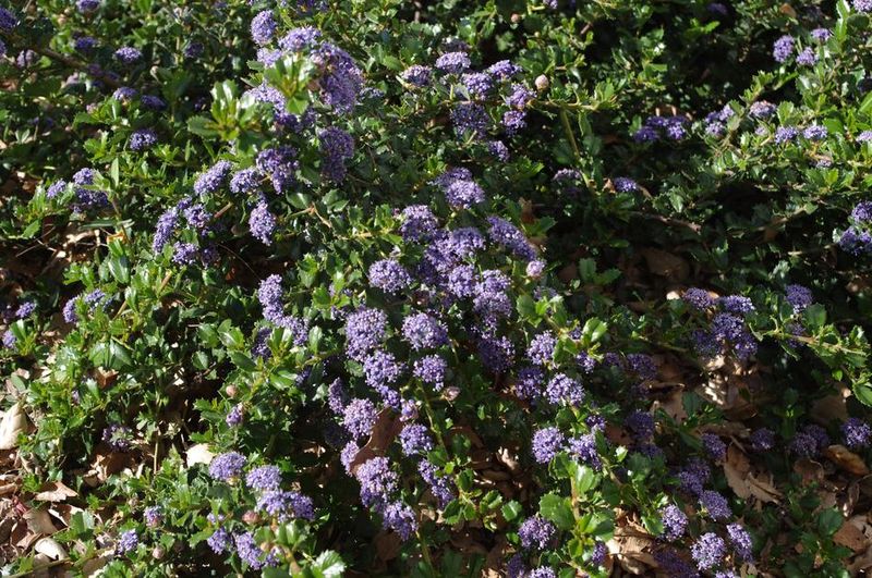 Prostrate Ceanothus Anchors Dry Slopes Prostrate Ceanothus Anchors Dry Slopes