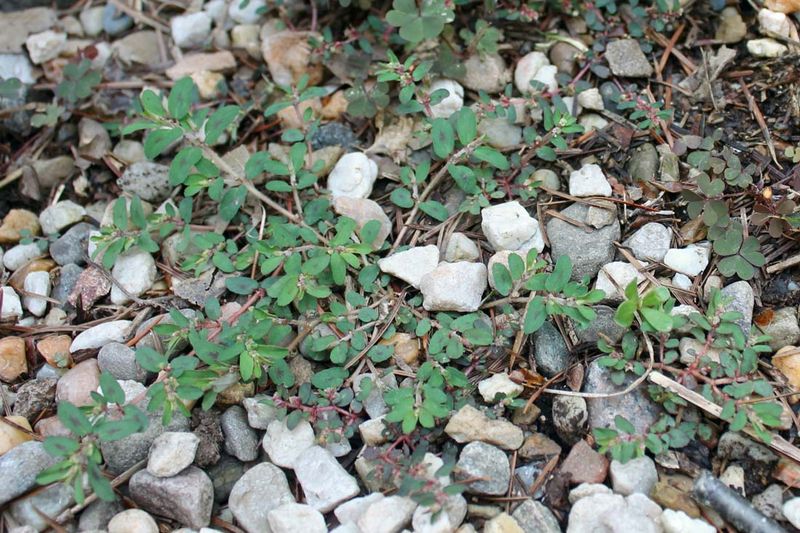 Prostrate Knotweed Moves In