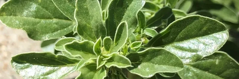 Prostrate Pigweed