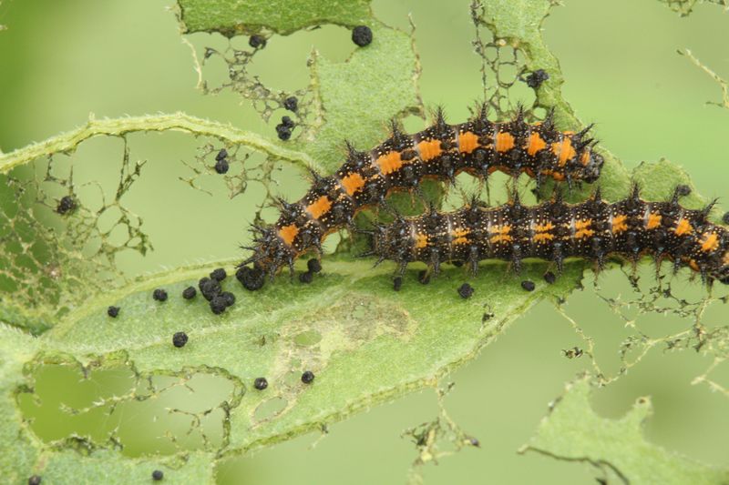 Protect Baltimore Checkerspot Caterpillars In The Leaf Litter Protect Baltimore Checkerspot Caterpillars In The Leaf Litter