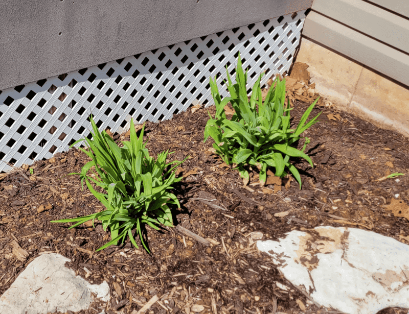 Protect Fresh Transplants With A Loose Winter Layer Protect Fresh Transplants With A Loose Winter Layer
