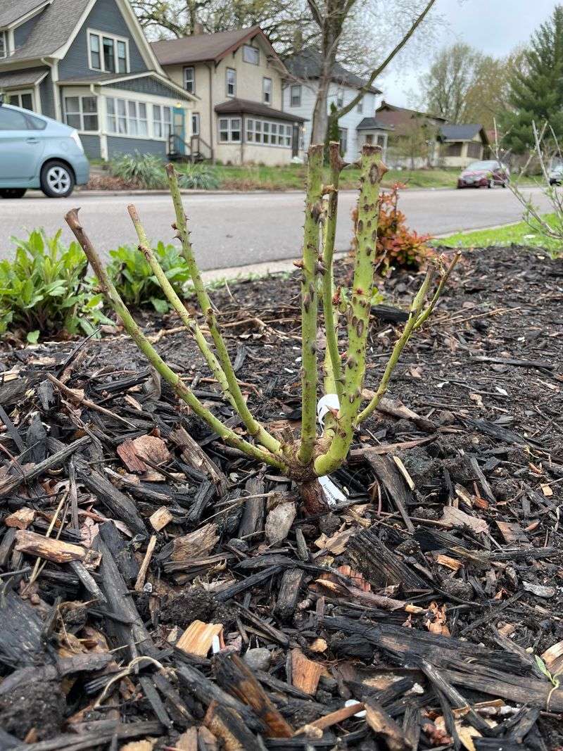 Protect Grafted Roses After The Ground Cools Protect Grafted Roses After The Ground Cools