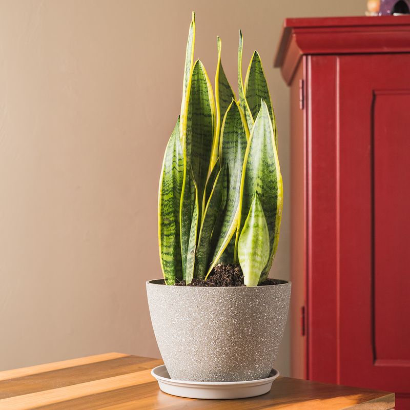 Protect It From Cold Windows And Dry Heat