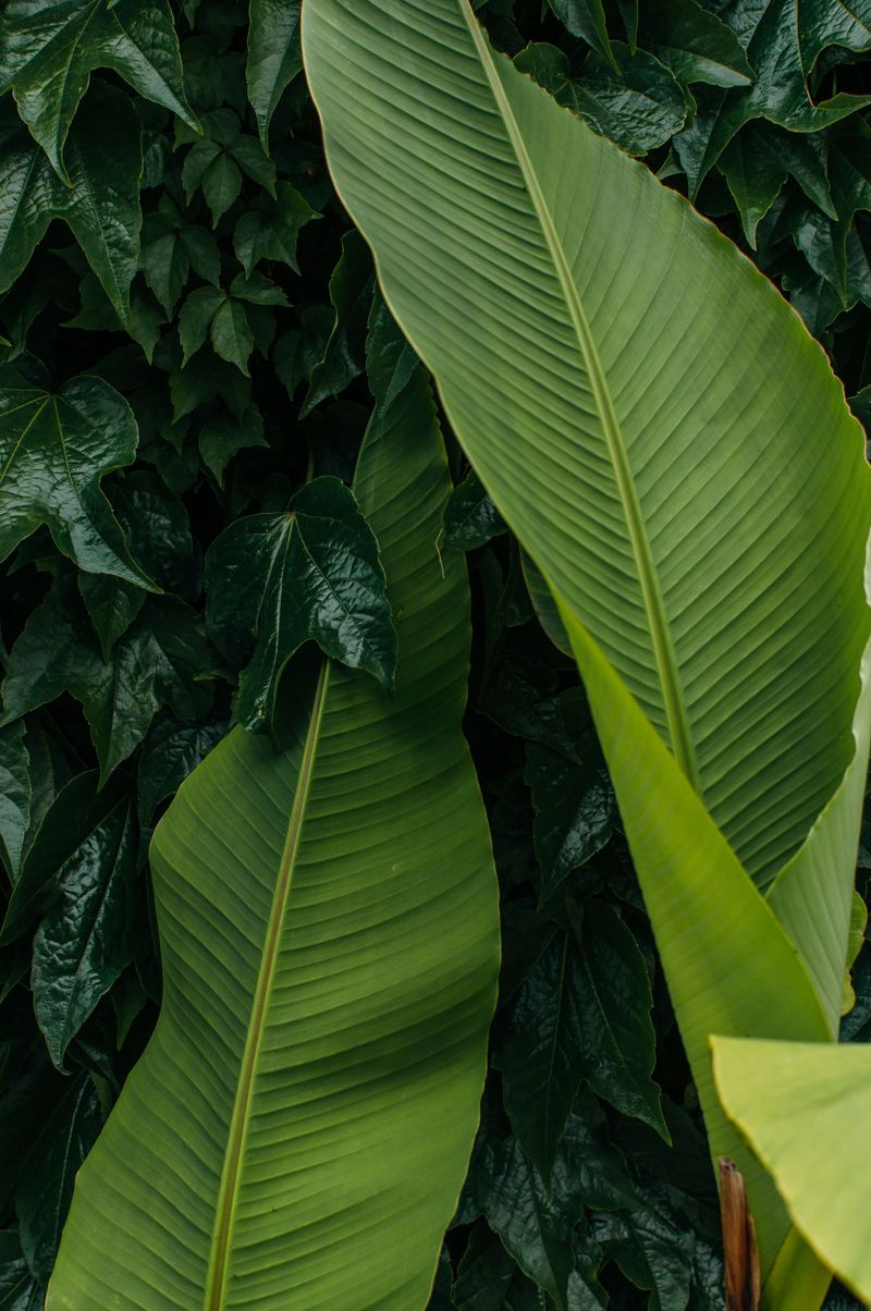 Protect Leaves With Copper Fungicide Protect Leaves With Copper Fungicide