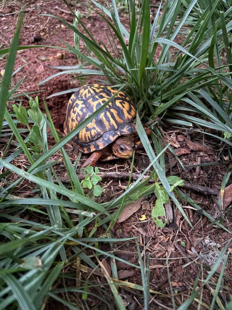Protect Nesting Spots In Your Lawn