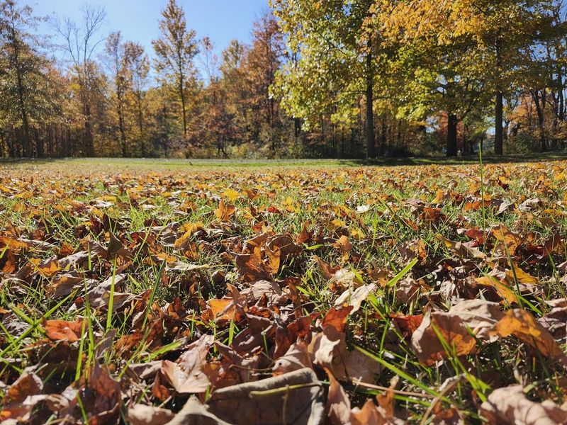 Protect New Grass From Leaves And Herbicides Protect New Grass From Leaves And Herbicides