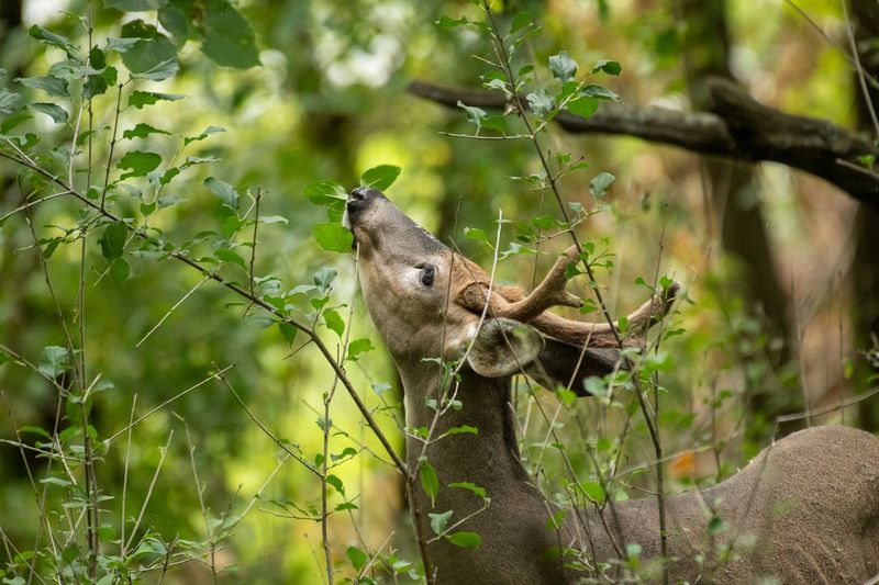 Protect New Shrubs From Deer And Rabbits