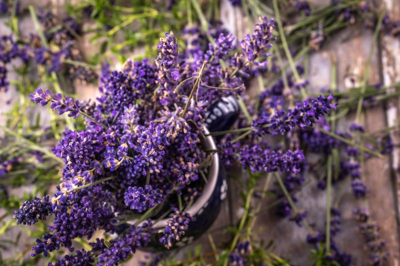 Protect Plants From Wet Pennsylvania Winters