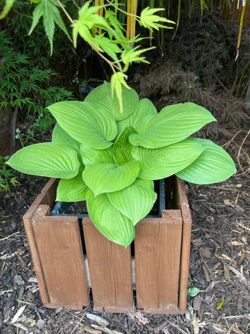 Protect Potted Plants From Winter Chill