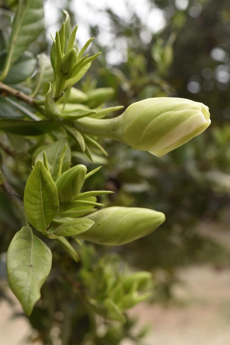 Protect Tender Growth When Frost Threatens