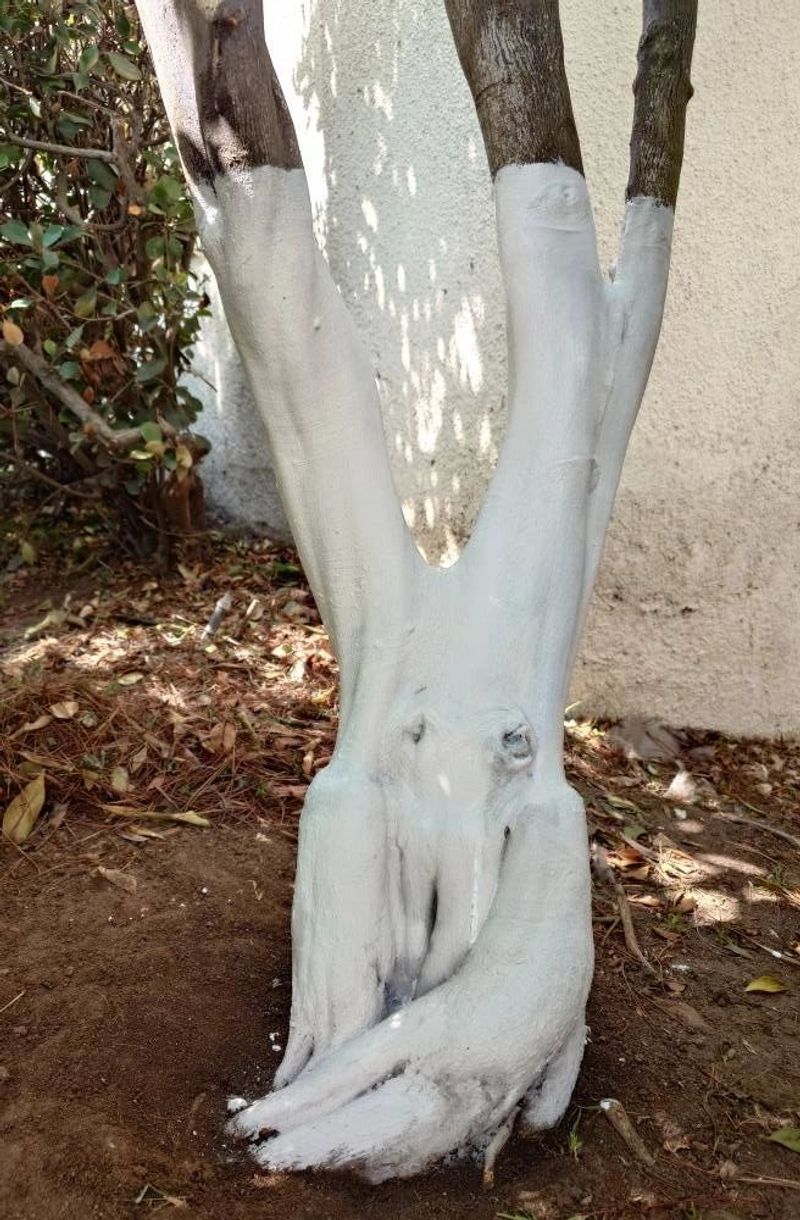 Protect The Trunk From Sunburn Protect The Trunk From Sunburn