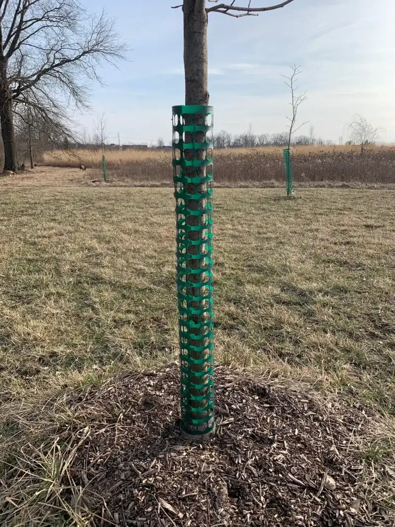Protect Trees Under 6 To 8 Inches In Diameter Protect Trees Under 6 To 8 Inches In Diameter