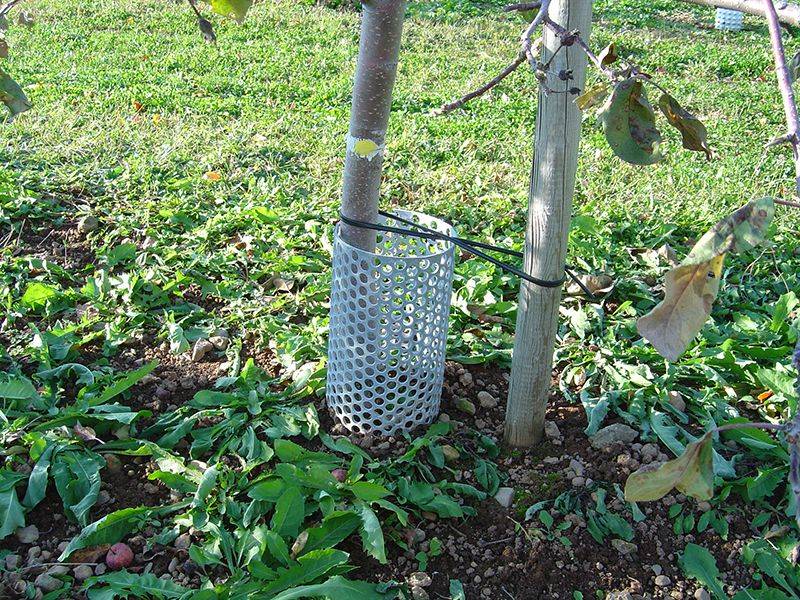 Protect Trunks From Rabbits And Voles