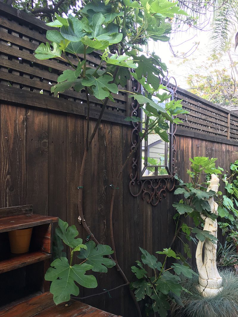 Protect Vulnerable Plants