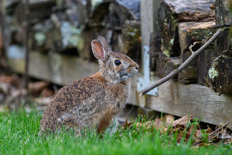 Protect Young Trunks From Hungry Rabbits Protect Young Trunks From Hungry Rabbits