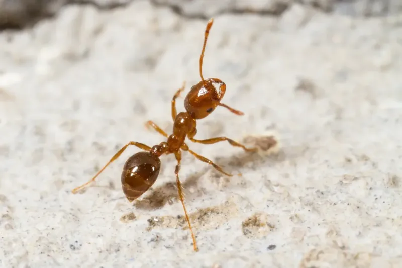Protect Your Ankles And Scout The Lawn For Fire Ants After Every Storm Protect Your Ankles And Scout The Lawn For Fire Ants After Every Storm
