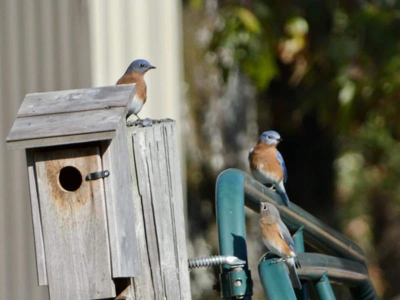 Protect Your Bluebird Boxes and Enjoy the Starling Sky Show