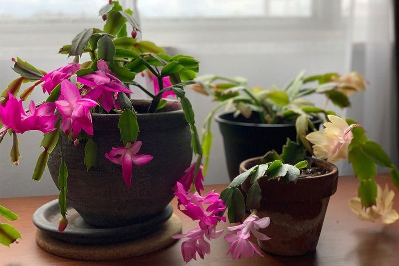 Protect Your Christmas Cactus's Dark Nights