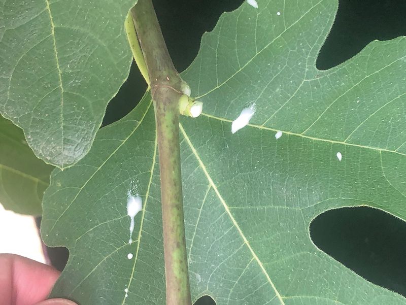 Protect exposed skin when handling fig sap Protect exposed skin when handling fig sap