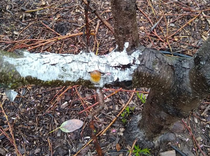 Protect exposed wood and wait to assess freeze damage