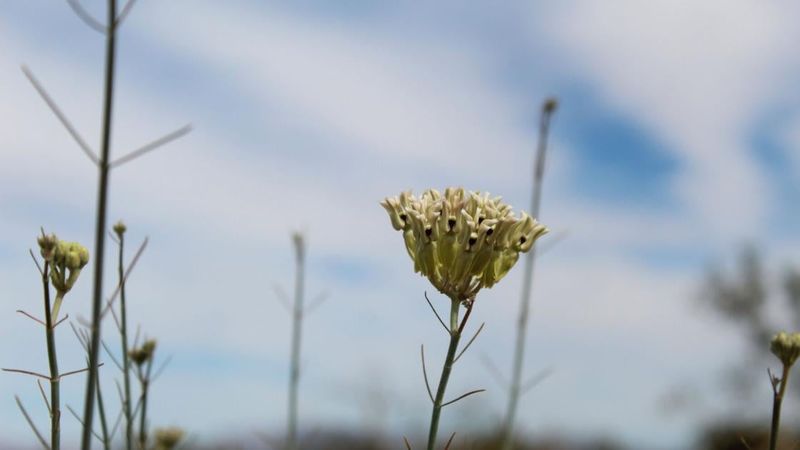 Protect people and pets, and keep planting on private property