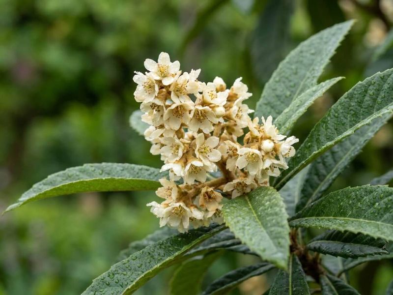 Protected Spots Give Trees A Better Chance To Fruit Protected Spots Give Trees A Better Chance To Fruit