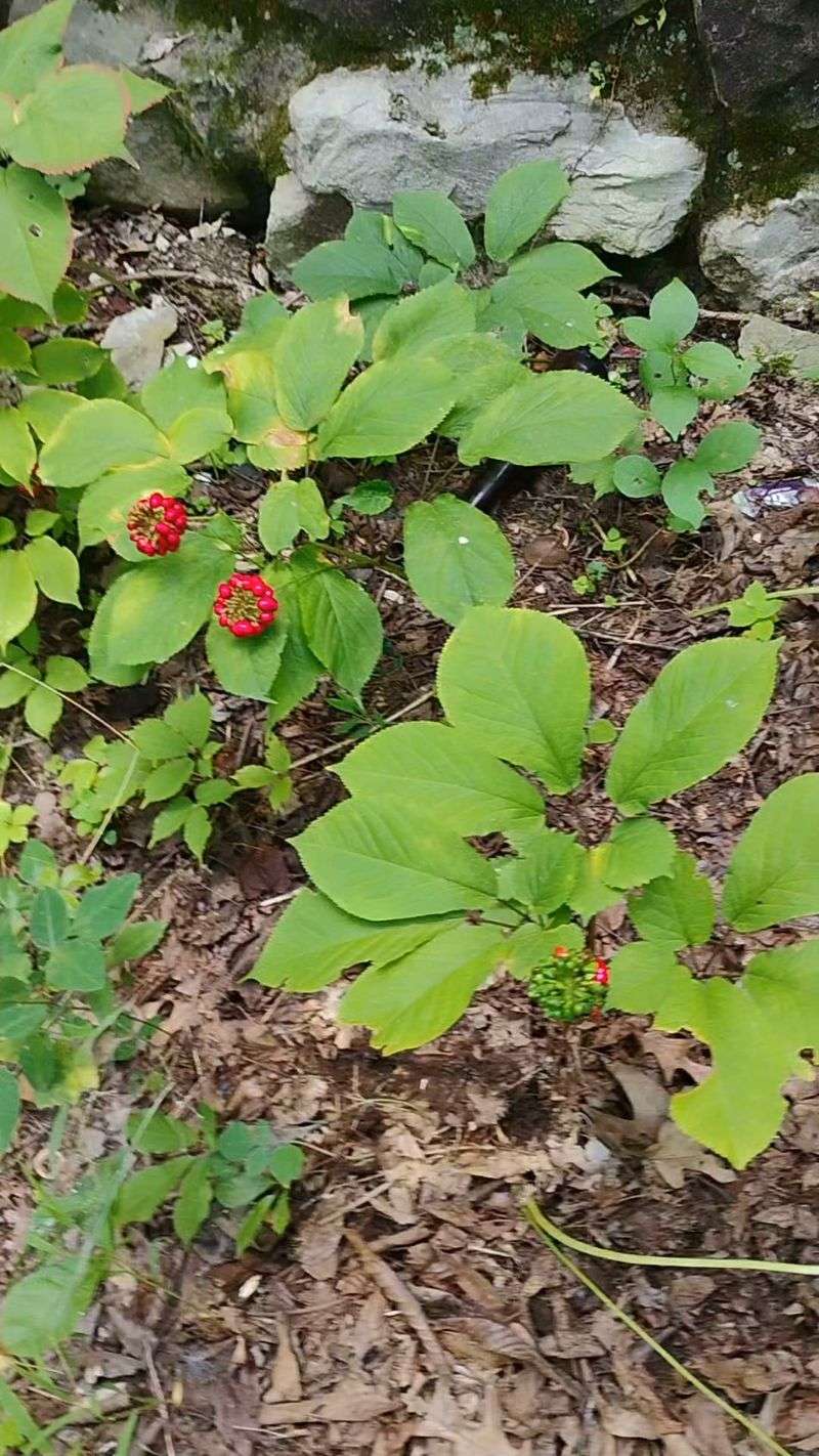 Protecting Wild Patches For Future Seasons Protecting Wild Patches For Future Seasons