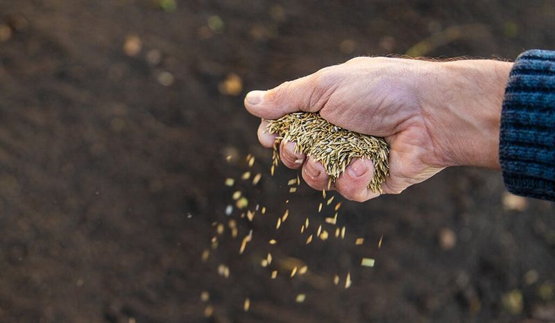 Protecting Your Fall Seeding Investment Protecting Your Fall Seeding Investment